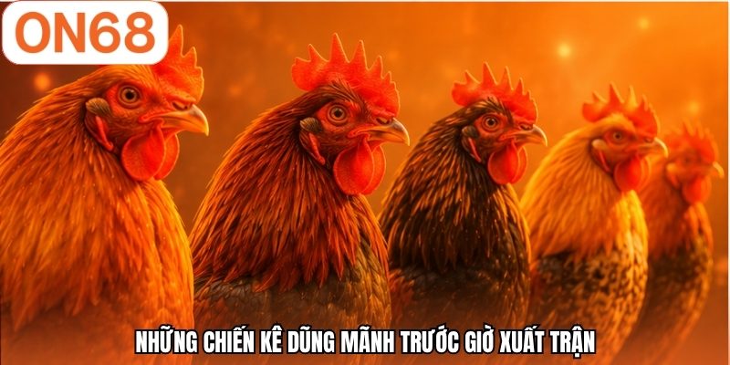 Những chiến kê dũng mãnh trước giờ xuất trận
