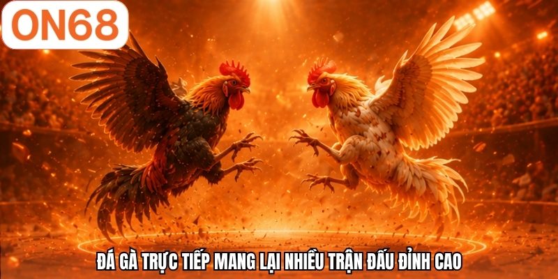 Đá gà trực tiếp mang lại nhiều trận đấu đỉnh cao